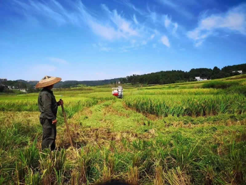 農(nóng)業(yè)種植